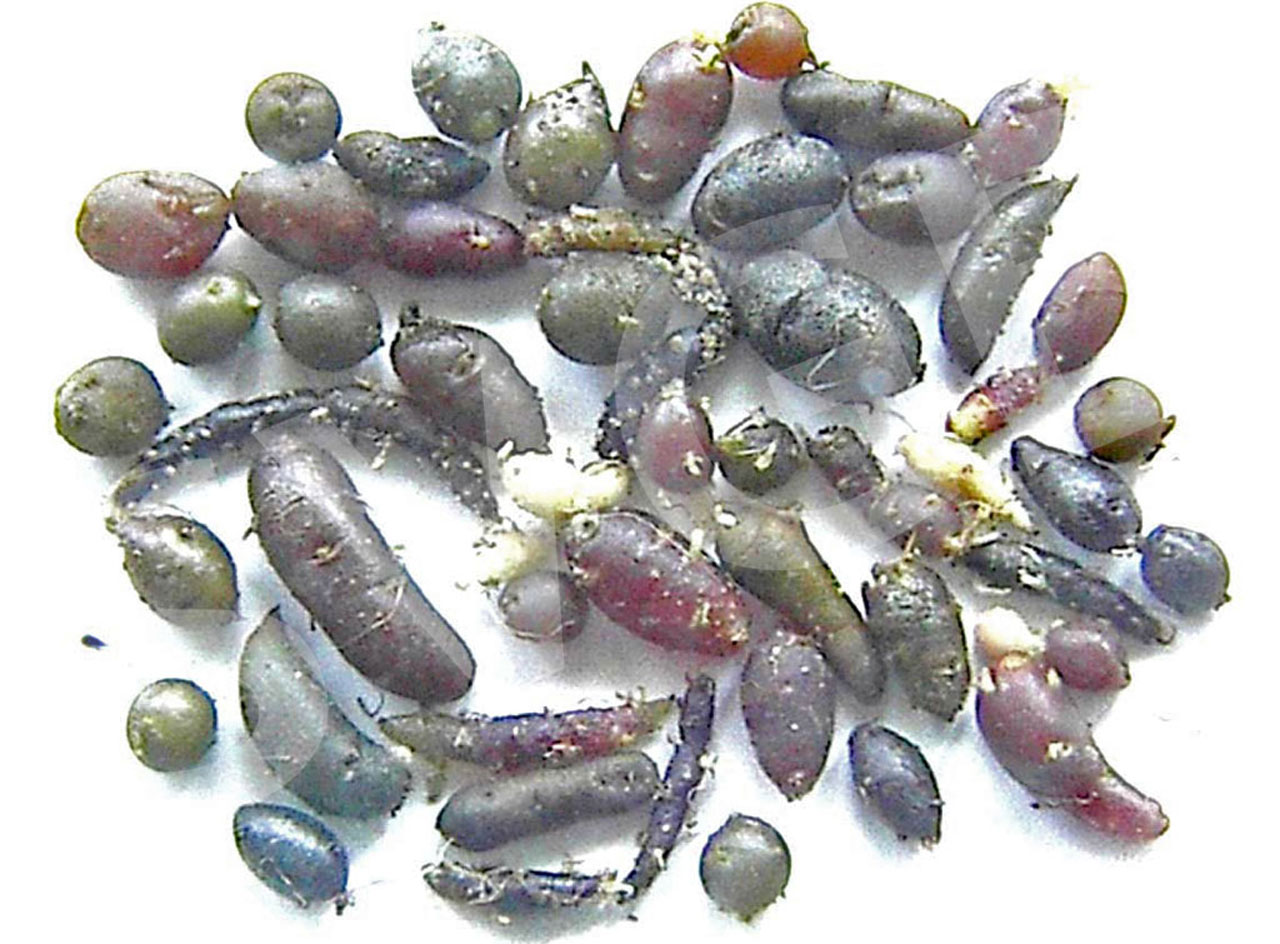 in vitro